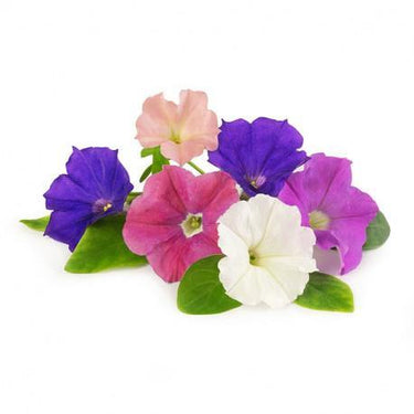 Petunia Mix Flowering Plant